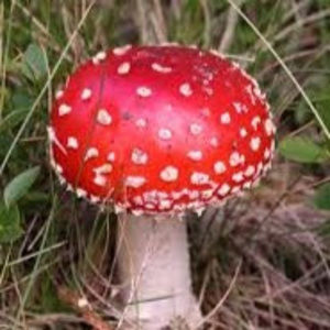 Meet your Posher, Oscar